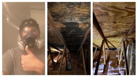 attic mold remediation near me