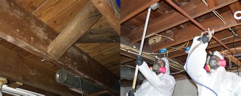 basement mold remediation