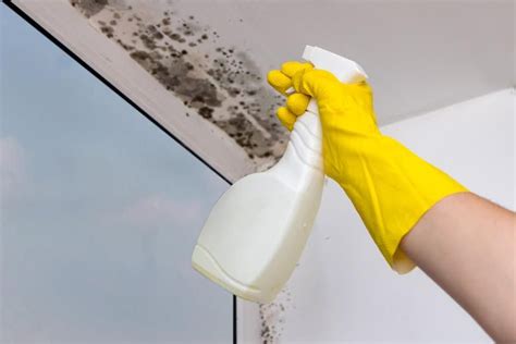 bathroom mold remediation