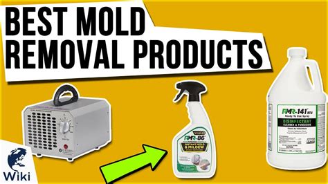 best mold remediation