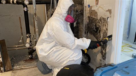 commercial mold remediation company