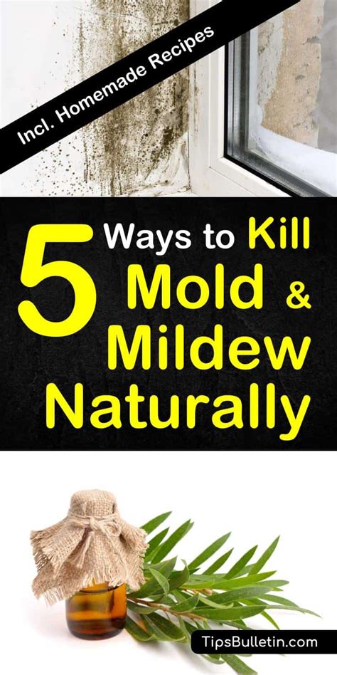 home remedy for mold