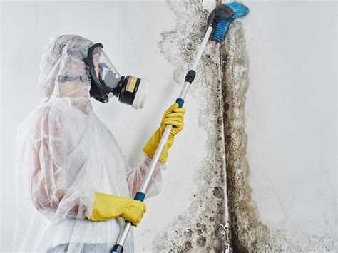 how is mold remediation done