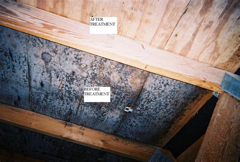 how to remediate mold in basement