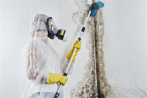 mold remediation 06883