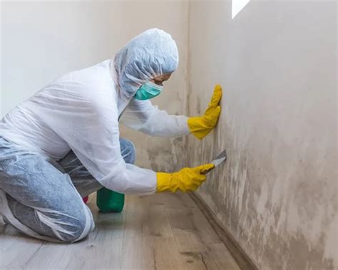 mold remediation ann arbor mi