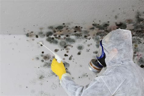 mold remediation augusta