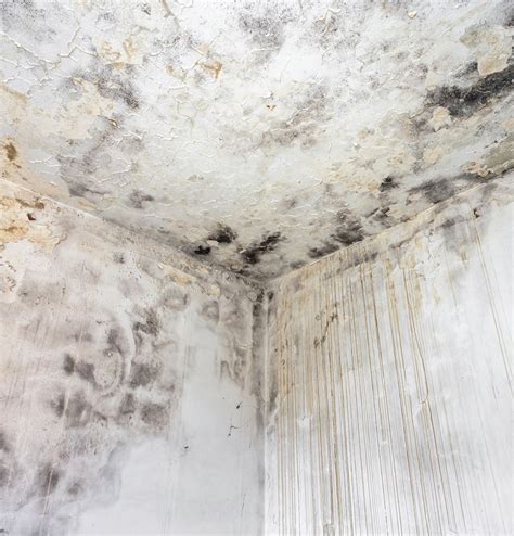 mold remediation baton rouge