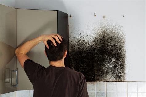 mold remediation boston