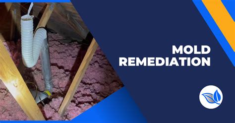 mold remediation buffalo