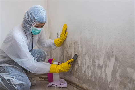 mold remediation business insurance