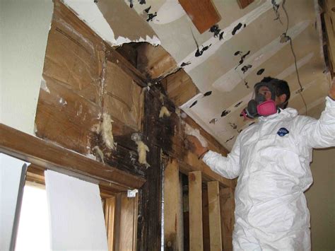 mold remediation chicago il