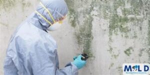 mold remediation cincinnati ohio