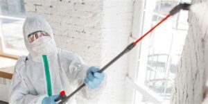 mold remediation company houston