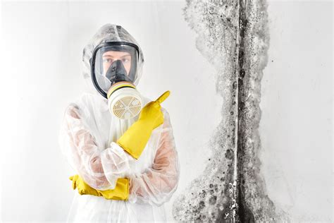 mold remediation contractors