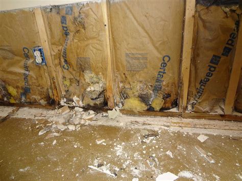 mold remediation dc