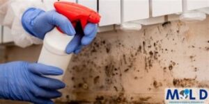 mold remediation fort worth