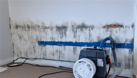 mold remediation grand rapids mi