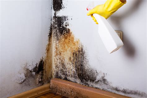 mold remediation houston tx