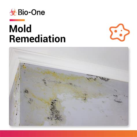 mold remediation huntsville al