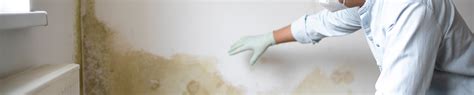 mold remediation memphis