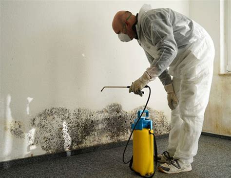 mold remediation north jersey