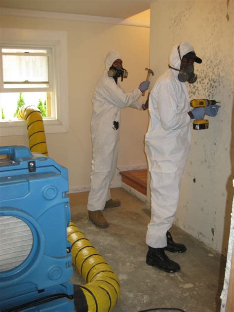 mold remediation nyc