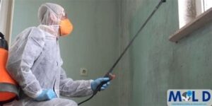 mold remediation pros decatur georgia