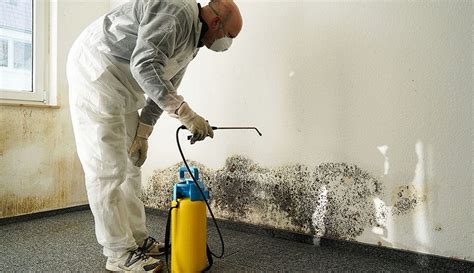 mold remediation ri