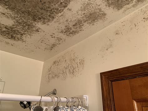 mold remediation richmond