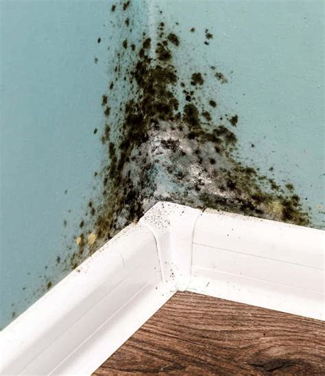 mold remediation santa rosa