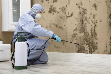 mold remediation specialists