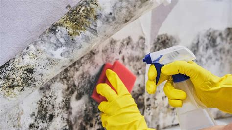 mold remediation springfield mo