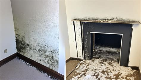 mold remediation tallahassee