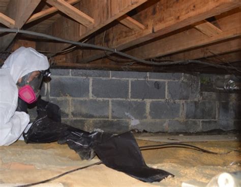 mold remediation toms river nj