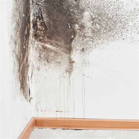 mold remediation tucson az