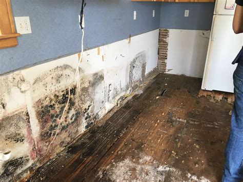 mold remediators near me